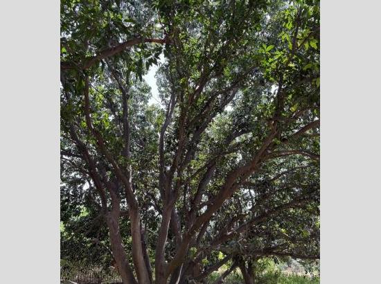 Grave Concern Raised Over Site Selection for Medical College in Sangrur's Protected Orchard

