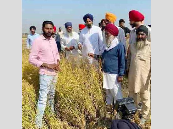 Bikram  Majithia demands compensation @ Rs 50,000 per acre for basmati growers


