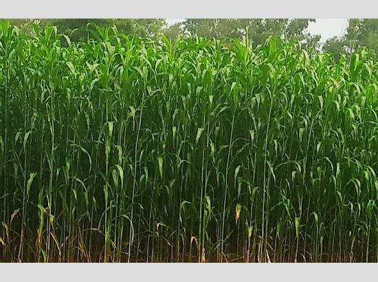 PAU's three fodder crop varieties all set for release in one go at national level 