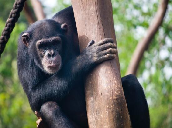 Hunting gets easier for chimpanzees with communication: Study