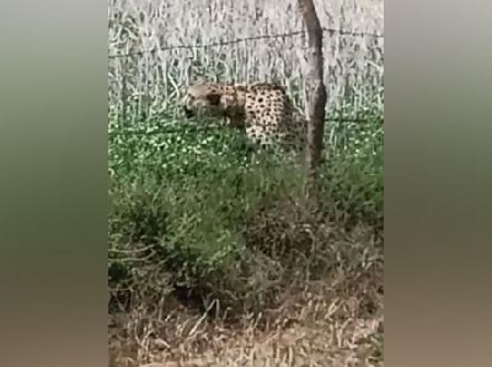Cheetah from Kuno National Park enters nearby village