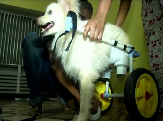 Animal lover designs wheelchair for disabled dog 