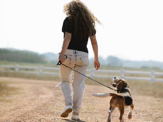 Dogs with more active owners get more exercise: Study
