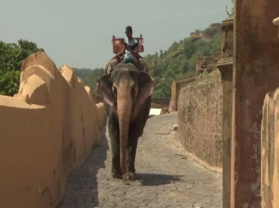 Elephant owners in Jaipur village face financial issues amid COVID; say mortgaged jewellery to feed tuskers
