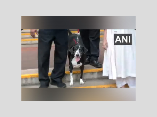 Stray dog Goa, adopted by Ratan Tata visits NCPA to pay last respect to industrial titan
