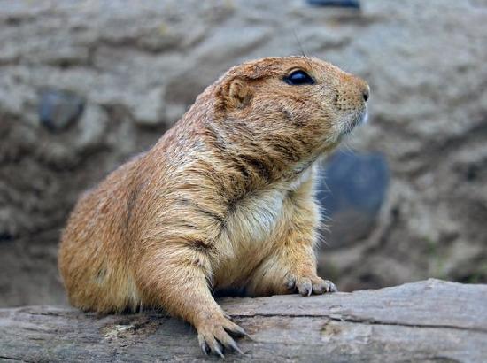 Himachal Pradesh govt bans glue traps to protect rodents following PETA appeal