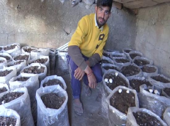 Young farmer from J-K's Rajouri wins award for organic mushroom farming