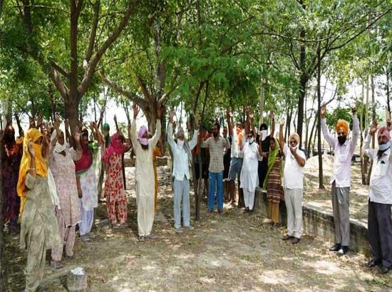 Kissan Khet Mazdoor Milni' initiative proves boon for Basmati paddy transplanted 