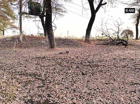 Delhi govt issues advisory to gear up for probable locust attack
