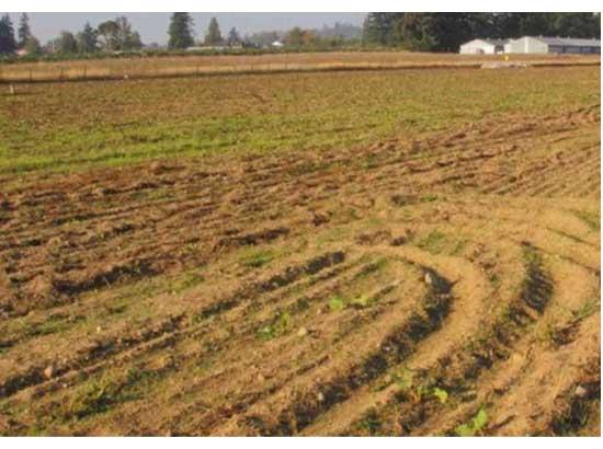 BDPO Jagraon unearths 162.5 acres of cultivable land of Gram Panchayat Lakha in Block Jagraon