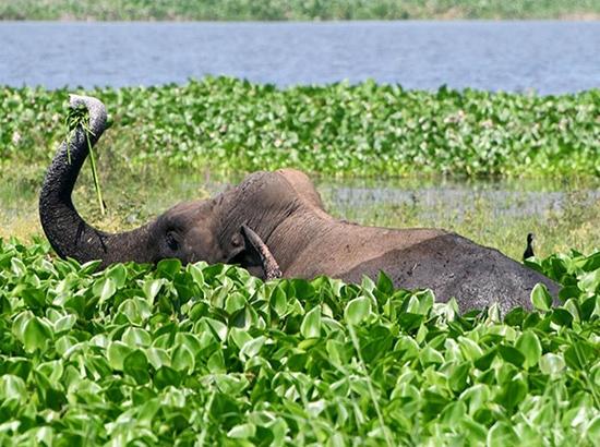 Elephant Madhuri relocated following Supreme Court order 