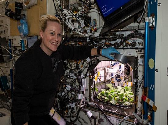 NASA grows radishes in space under microgravity
