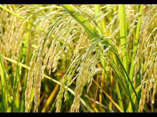 1 More suspect in Punjab Police net for involvement in paddy seed scam 
