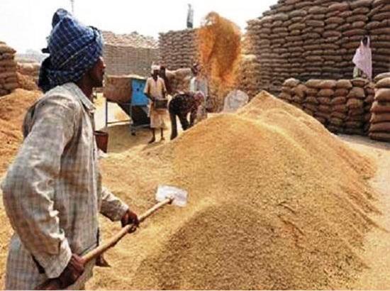 Paddy lifting crosses 150 LMT in Punjab despite flood challenges