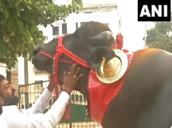 Hyderabad: 7ft tall Murrah Buffalo 'Gholu-2' brought from Haryana, ahead of 