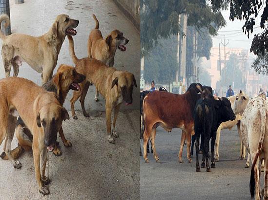 Odisha govt allocates Rs 60 lakh to feed stray animals during lockdown