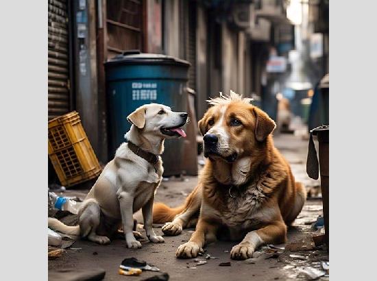 Stray dogs sanctuary to be set up in Ludhiana: MP Sanjeev Arora