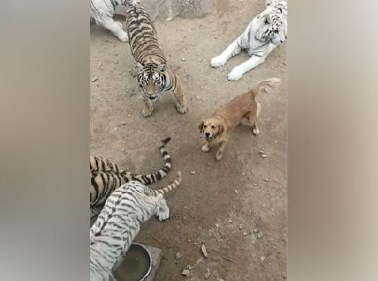 Have you ever seen a dog roaming among tigers fearlessly? See this video