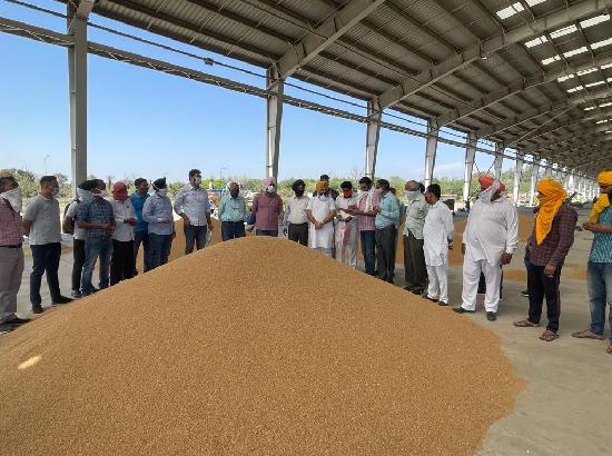 Chandigarh: Wheat procurement started by FCI and Market committee