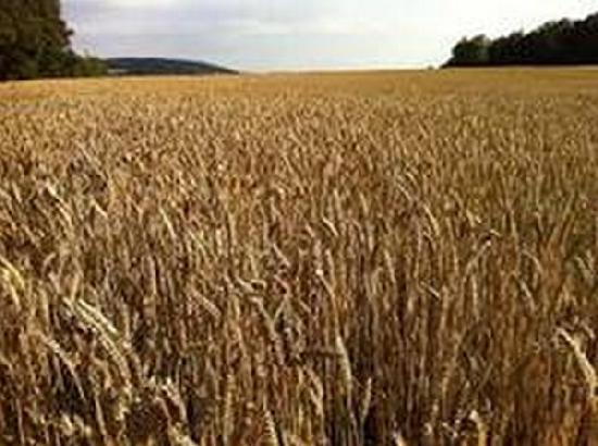 Pakistan's Punjab witnessing shortage of 1 million tonne wheat: Report