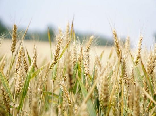 Wheat's ancient roots of viral resistance uncovered