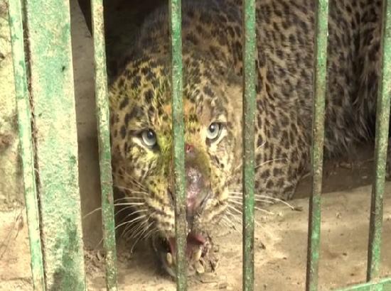 Suspected man-eater leopard captured in Srinagar