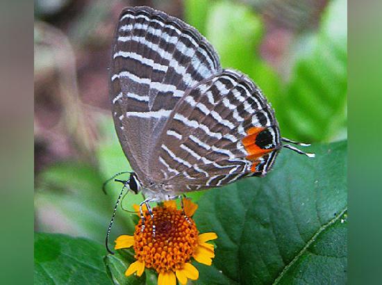 Kaziranga National Park emerges as India's second butterfly diversity hub with 446 species