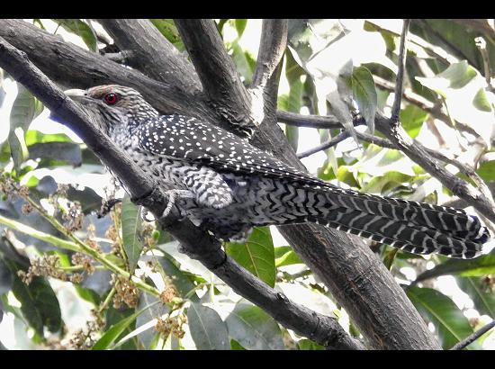 Crow is smart but Cuckoo is smarter ... by Kulbhushan Kanwar