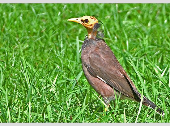 Bald Myna...a gift of Nature .... by Kulbhaushan Kanwar 