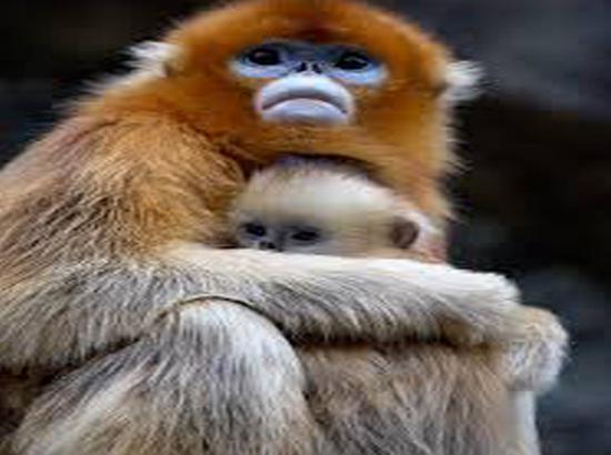 Shocking ! Culling Of Monkeys Is Proposed Despite Decline In Their Population