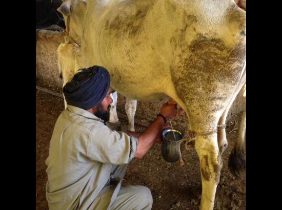 Stray cows’ milk on sale in Punjab, calls for a rehabilitation model

