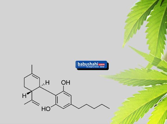 Cannabidiol effective against depression: Study
