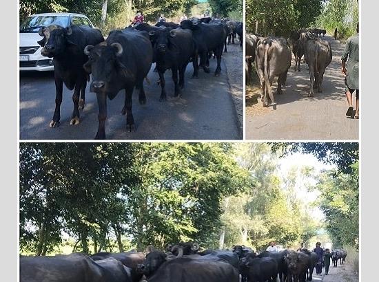 Gurdaspur: Cattle breeders unaware of ban on cattle grazing on roads 