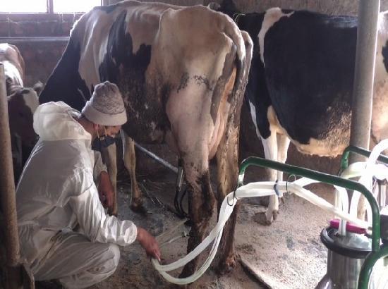 Vaccination Intensified: Around 1.16 lakh cattle administered vaccine against Lumpy Skin Disease