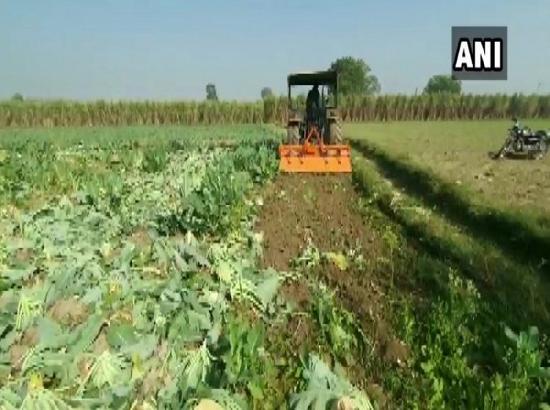 Farmer destroys cauliflower crops over poor prices, says 'forced to sell produce at Rs 1 kg'