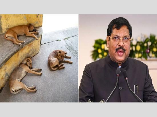 CJI Gavai to look into issue of stray dogs in view of conflicting orders of Supreme Court 