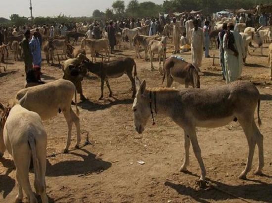 Donkey population declining in Andhra, official says 'misconception' of aphrodisiac