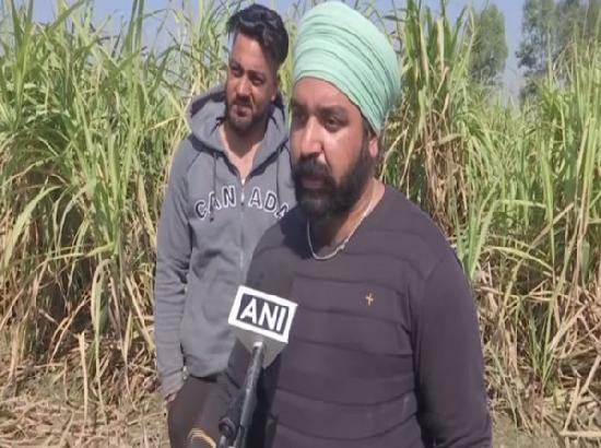 Punjab polls: 'Disappointed' sugarcane farmers refuse to vote, say no government serious about them