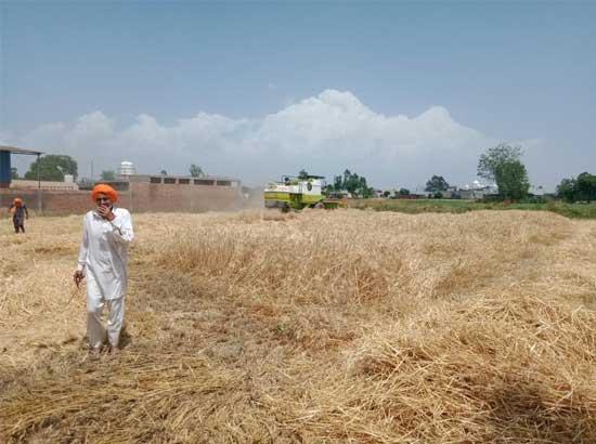 Harvesting begins in Village Jawaharpur with special emphasis on social distancing
