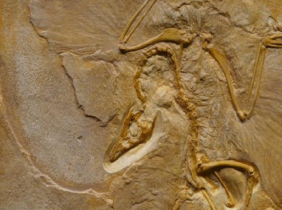 Million years old lizard found in storeroom cupboard pushes origin of reptiles by 35 million years