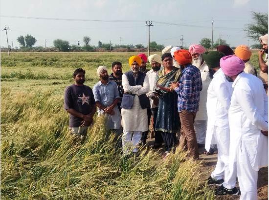Govt. to provide all possible help to rain-affected farmers as per rules : MLA Dahiya