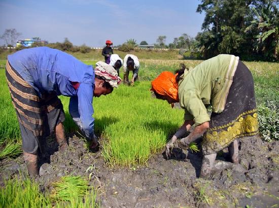 India brought 4.78 lakh hectare land under natural farming last year