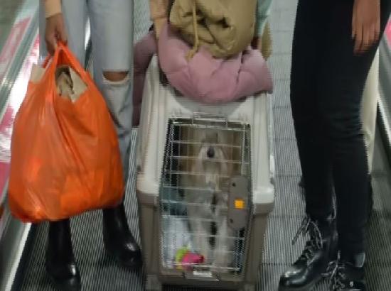 Stranded Indians return with their furry friends from Ukraine, thank govt for saving pets