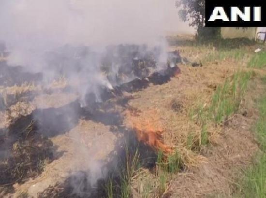 Punjab: Farmers continue to burn stubble in Jalandhar district
