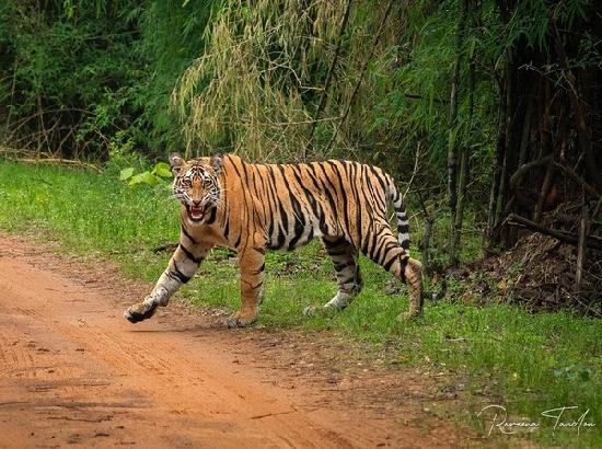 Man killed in tiger attack, two injured
